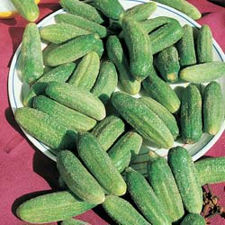 Pickling Cucumber 'Régal hyb. F1'